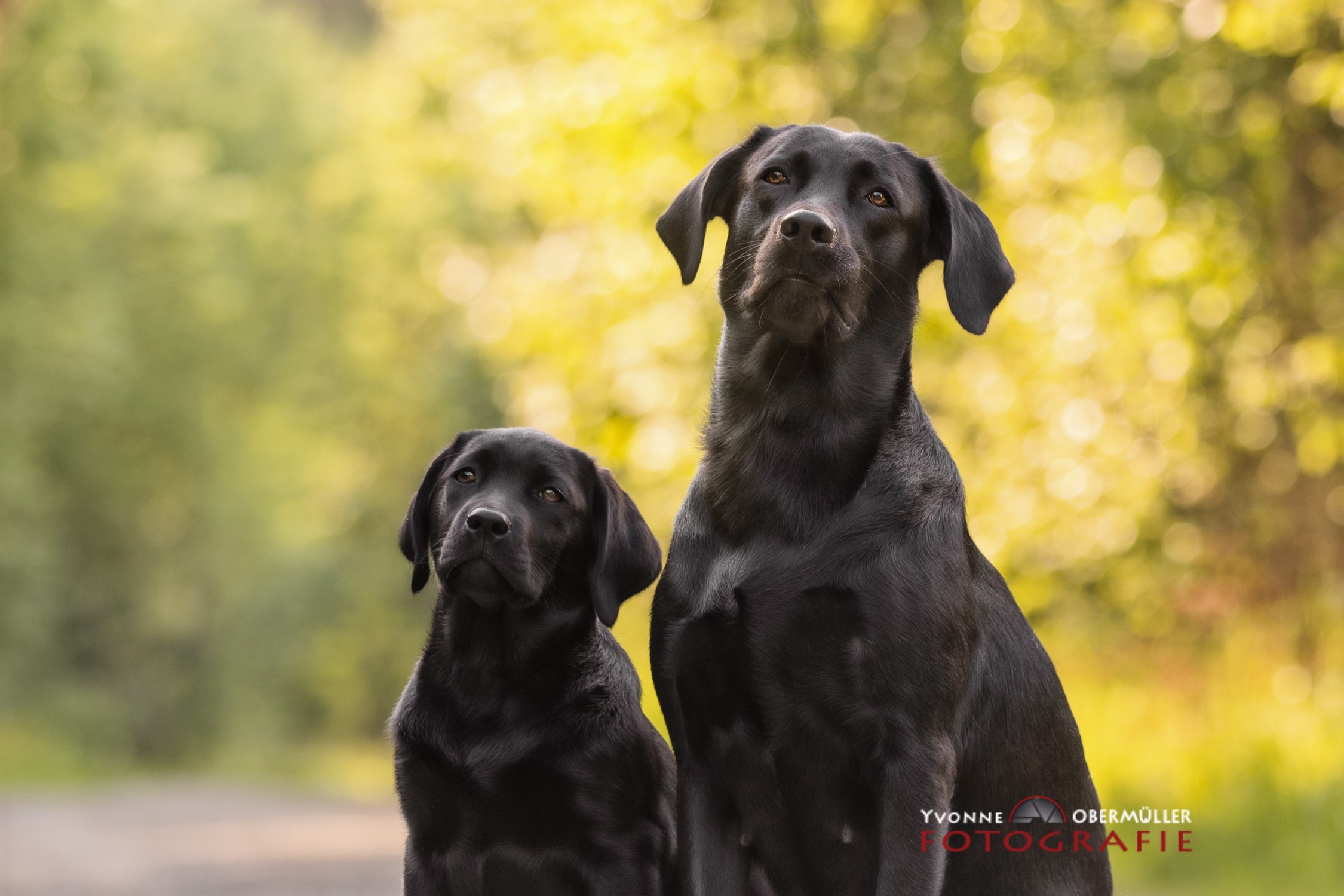 Labradorzucht von Brunnwiesen Über uns